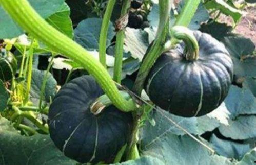 孕期吃小瓜好吗,孕期适量食用小瓜有益健康