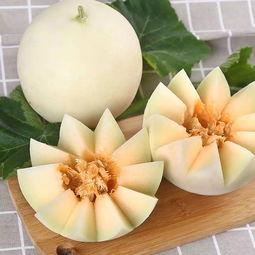 新月吃瓜事情,揭秘娱乐圈背后的真相与争议