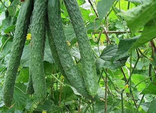 株了个洲吃瓜,揭秘吃瓜群众的狂欢盛宴