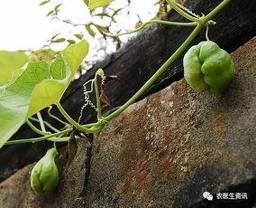 株了个洲吃瓜,揭秘吃瓜群众的狂欢盛宴