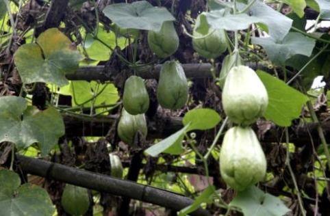 株了个洲吃瓜,揭秘吃瓜群众的狂欢盛宴