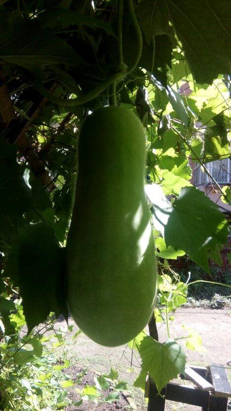 吃瓜系统人物版,揭秘吃瓜系统人物众生相