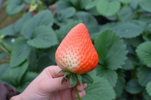 吃瓜草莓视频,一场视觉与味蕾的双重盛宴