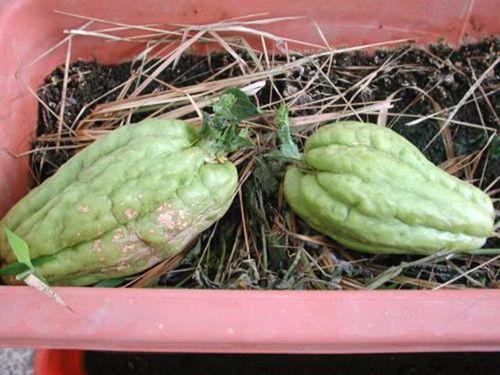 孕妇可以吃附子瓜,附子瓜的营养与食用指南