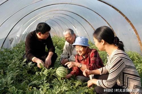 河北徐水吃瓜,一场吃瓜盛宴背后的故事
