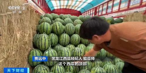 河北徐水吃瓜,一场吃瓜盛宴背后的故事