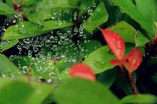 小暑时节 吃瓜纳凉,小暑时节，吃瓜纳凉乐享清凉时光