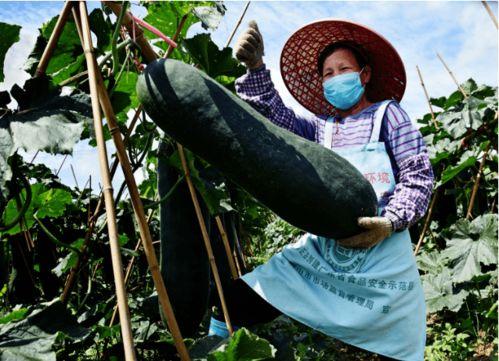 小暑时节 吃瓜纳凉,小暑时节，吃瓜纳凉乐享清凉时光