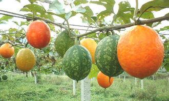 怀孕可以吃吊瓜,吊瓜助力母婴健康