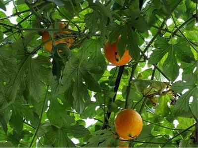 怀孕可以吃吊瓜,吊瓜助力母婴健康