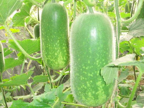 吃瓜预告57期,揭秘娱乐圈最新热点，明星幕后故事大曝光！