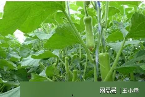 福州人吃瓠瓜,瓠瓜美食之旅