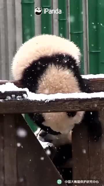 吃瓜小熊发型,引领潮流新风尚