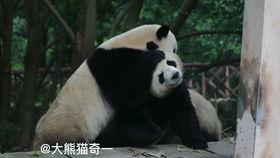 吃瓜小熊发型,引领潮流新风尚