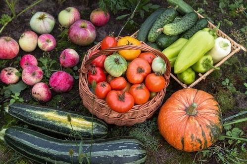 福禄寿吃瓜,揭秘娱乐圈背后的秘密与真相