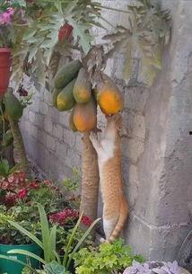 吃瓜群众在线吃瓜表情包动态图,吃瓜群众表情包动态图趣味盘点