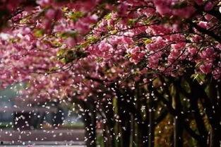 樱花岛吃瓜群qq,QQ群里的欢乐时光与八卦风云