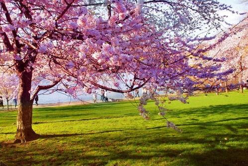 樱花岛吃瓜群qq,QQ群里的欢乐时光与八卦风云