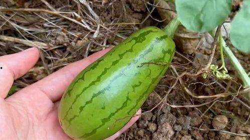 简单好看的吃瓜,尽享视觉盛宴