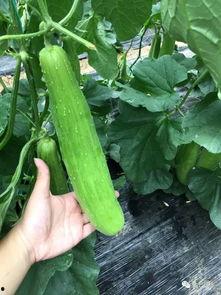 简单好看的吃瓜,尽享视觉盛宴