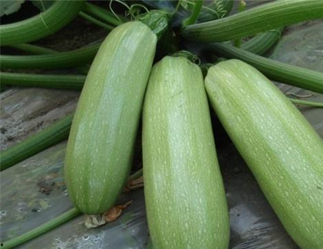 吃银瓜会有什么好处,揭秘吃银瓜的五大神奇好处