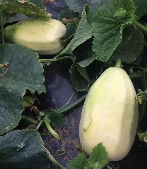 吃银瓜会有什么好处,揭秘吃银瓜的五大神奇好处