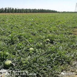 邢台任丘吃瓜,夏日吃瓜盛宴，品味地方特色