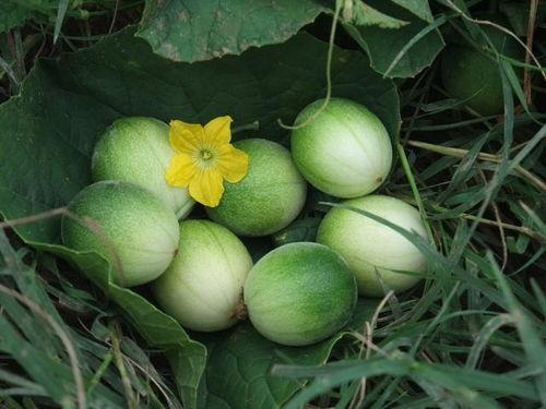 小圆瓜怎么吃,解锁美味新境界