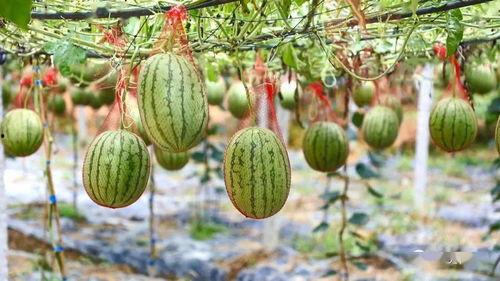 小东吃瓜,揭秘娱乐圈那些不为人知的幕后故事