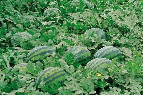 梦见吃瓜摘瓜送人,瓜果飘香，人生感悟之旅