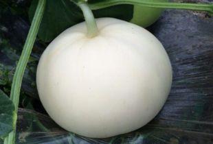 梨瓜蘸什么吃,夏日清新美食新体验