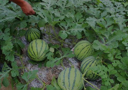 河南男生寝室吃瓜,一场别开生面的宿舍生活秀