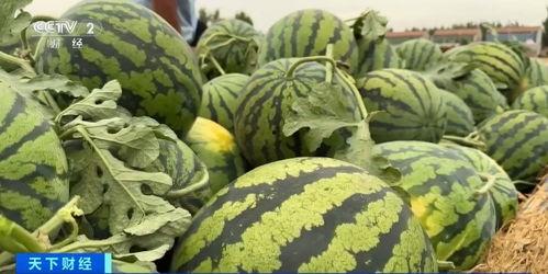 商丘师范艺术吃瓜,一场别开生面的“吃瓜”盛宴