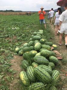 阳瓜怎么吃,解锁健康美味新体验