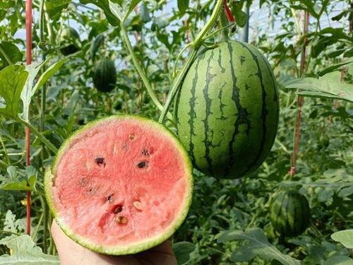 捧瓜的瓜心可以吃吗图片,可食用之谜