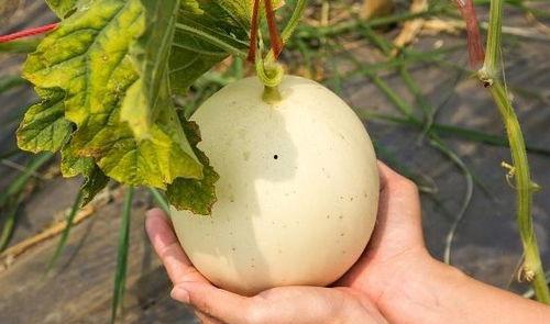 吃花纹瓜就上嗓子,嗓子畅通无阻