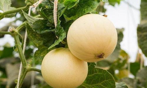 吃花纹瓜就上嗓子,嗓子畅通无阻