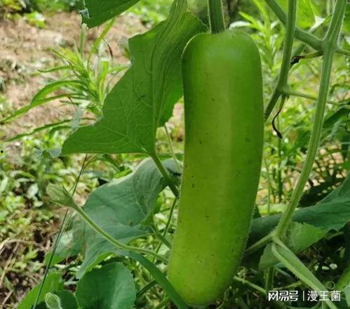 小小青吃瓜视频,揭秘娱乐圈幕后故事