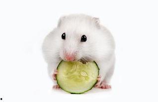 仓鼠可以吃美容瓜嘛