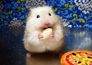 仓鼠可以吃美容瓜嘛