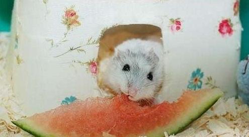 仓鼠可以吃美容瓜嘛