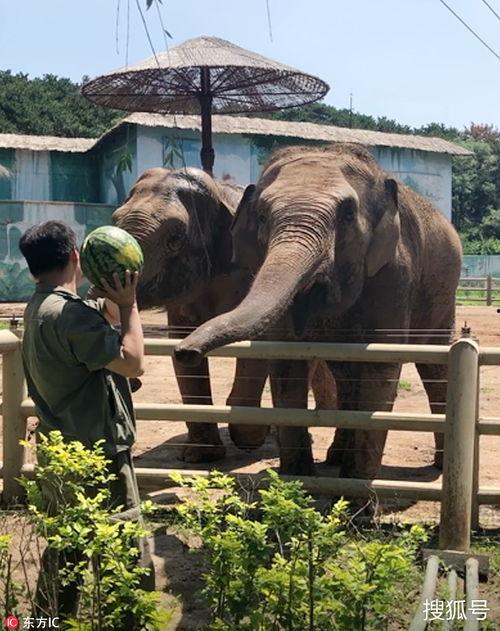 吃瓜大象的狗狗,揭秘宠物界的趣味日常