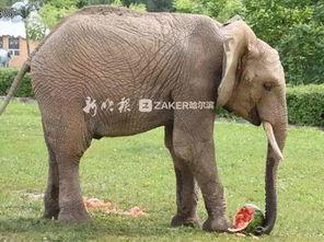 吃瓜大象的狗狗,揭秘宠物界的趣味日常