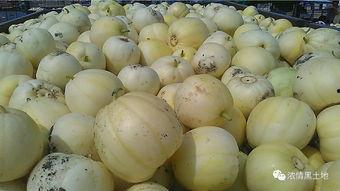 飘瓜怎么吃,解锁夏日清新美味