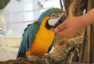 吃瓜视频各种神兽,揭秘网络世界的神秘生物