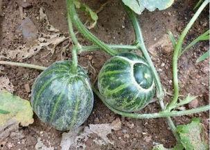 生活乐无忧 吃瓜 吃瓜,共享欢乐吃瓜时光