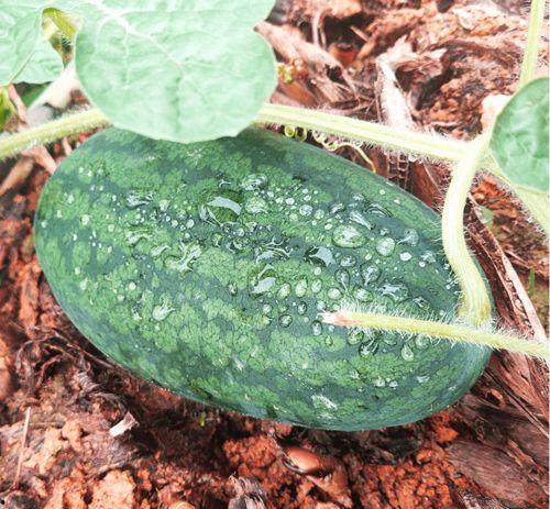 莆田最近吃瓜,揭秘网络热议背后的真相