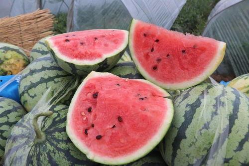 瓜棚上吃瓜,夏日里的悠闲时光