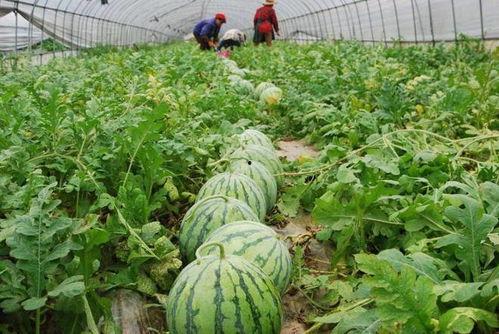 瓜棚上吃瓜,夏日里的悠闲时光