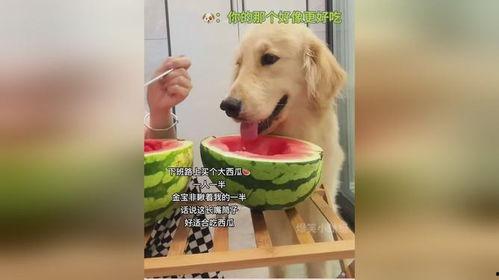 狗可以吃瓜了